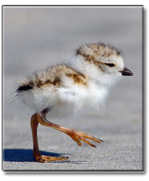 Evil is born into the soul of the piping plover